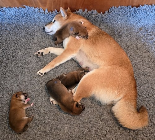 Shiba - Des leus altiers