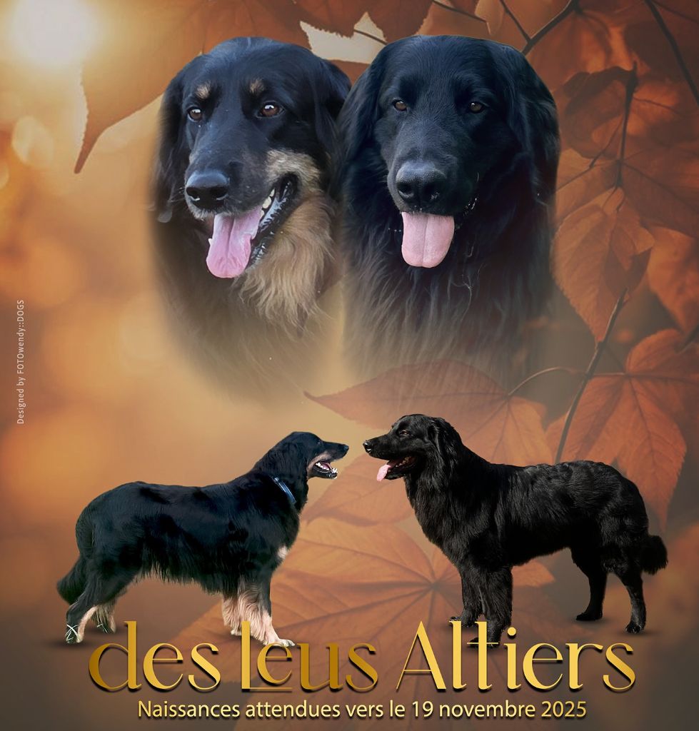 Hovawart - Des leus altiers