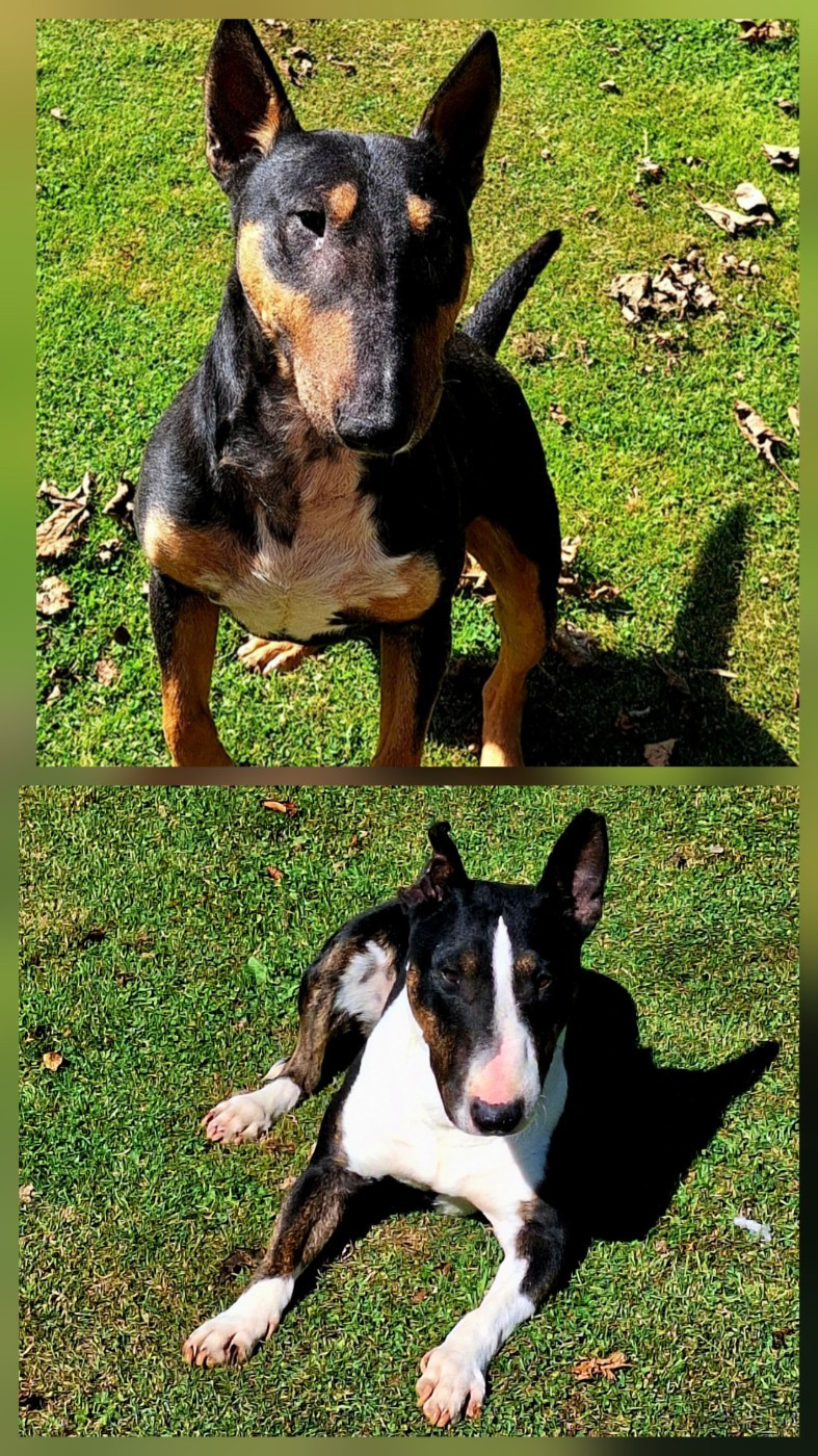 Bull Terrier Miniature - De La Villa De Tessky