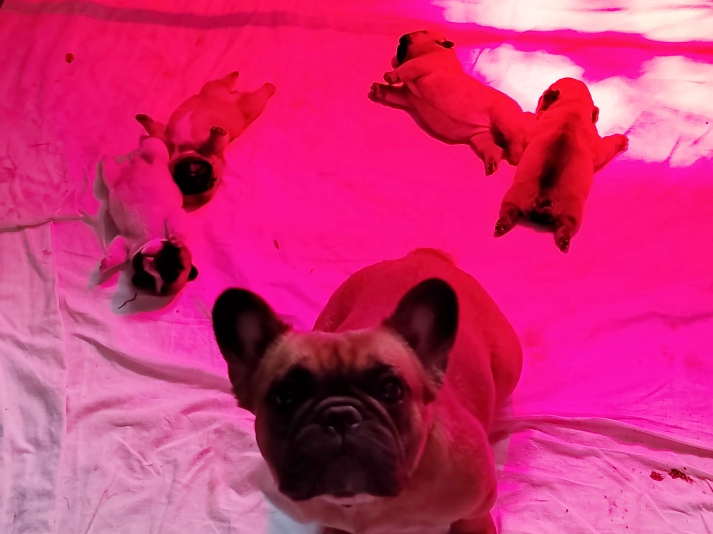 Bouledogue français - De La Villa De Tessky