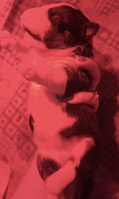 Les chiots de Bull Terrier Miniature