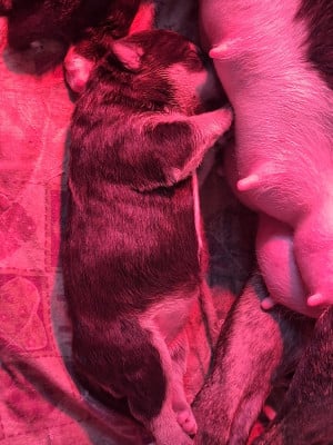 Les chiots de Bull Terrier Miniature