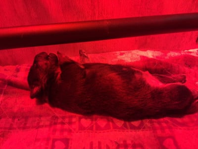 Les chiots de Bull Terrier Miniature