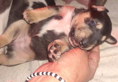 Les chiots de Bull Terrier Miniature