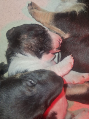 Les chiots de Bull Terrier Miniature