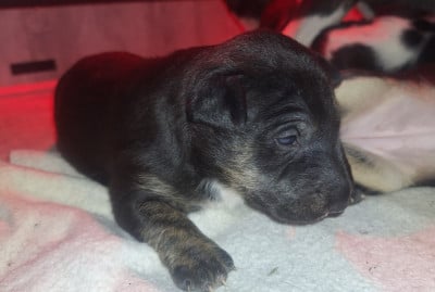 Les chiots de Bull Terrier Miniature