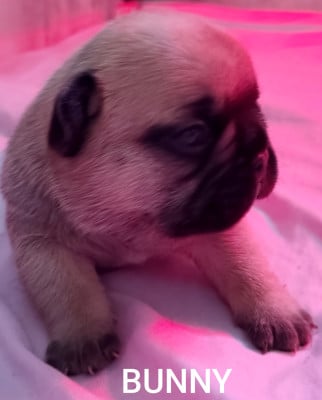 Les chiots de Bouledogue français