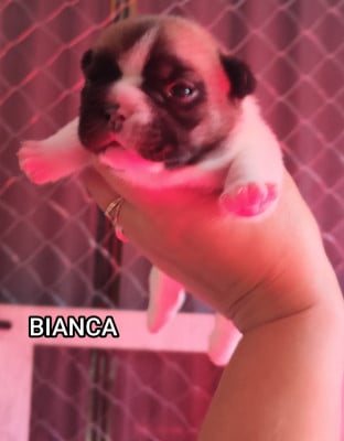 Les chiots de Bouledogue français