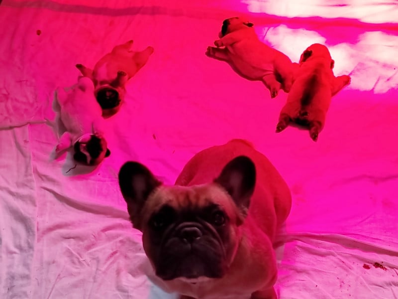 Bouledogue français - De La Villa De Tessky