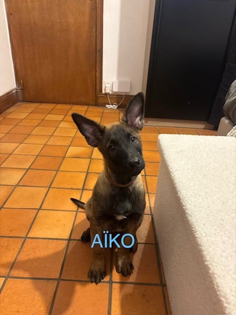 Berger Belge - Du Royaume Du Phoenix