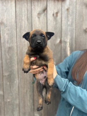 Les chiots de Berger Belge