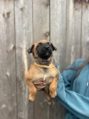 Les chiots de Berger Belge