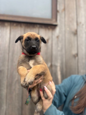 Les chiots de Berger Belge