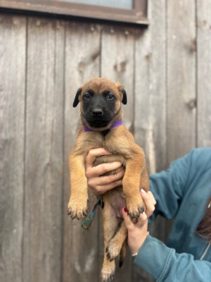Les chiots de Berger Belge