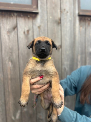 Les chiots de Berger Belge