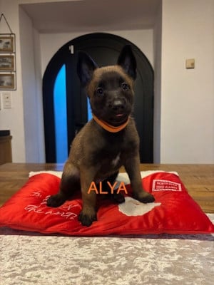 Les chiots de Berger Belge