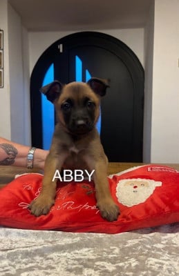 Les chiots de Berger Belge