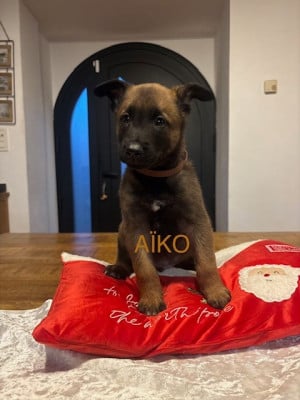 Les chiots de Berger Belge