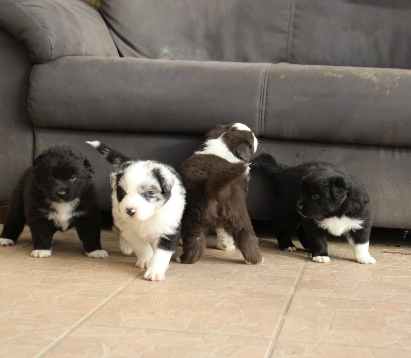 Berger Australien - De La Ferme Romaine