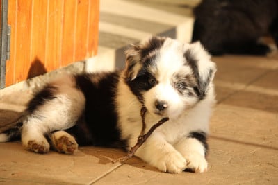Les chiots de Berger Australien
