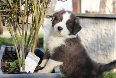Les chiots de Berger Australien