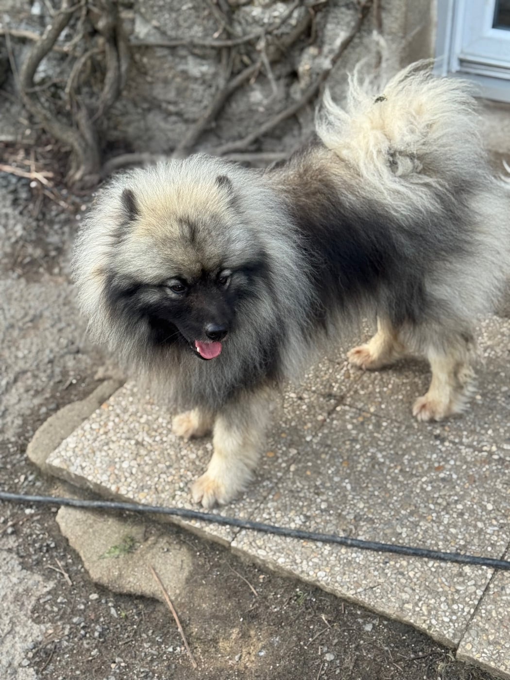 Publication : Le Renard Et Le Loup