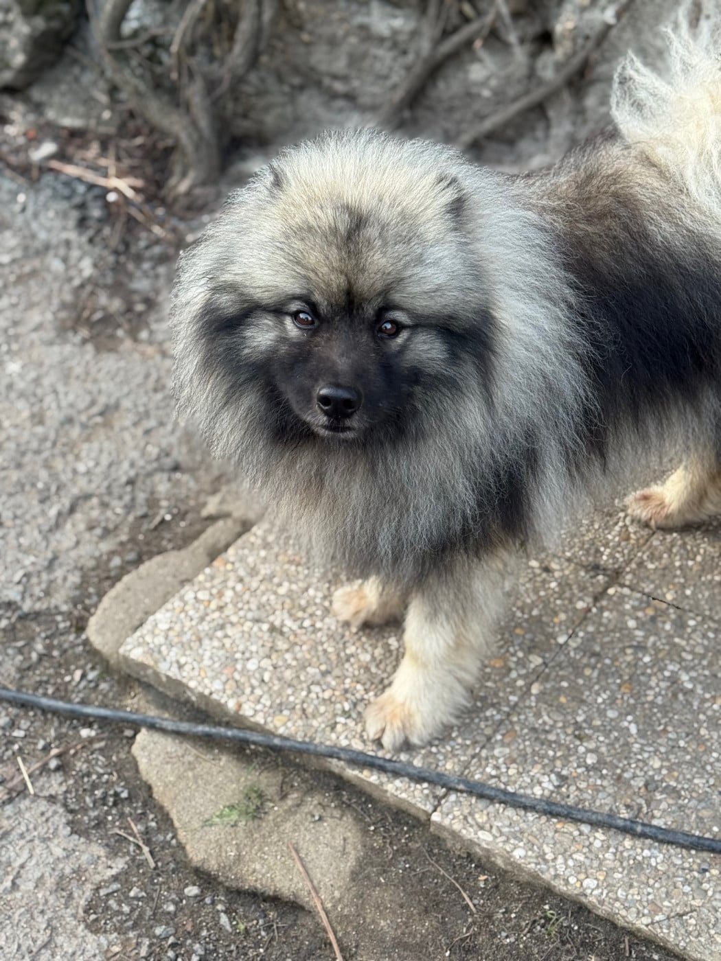 Publication : Le Renard Et Le Loup