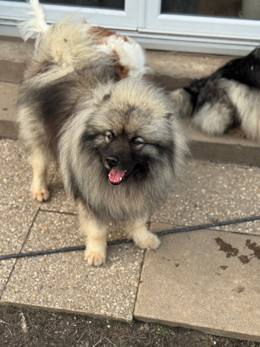 Publication : Le Renard Et Le Loup