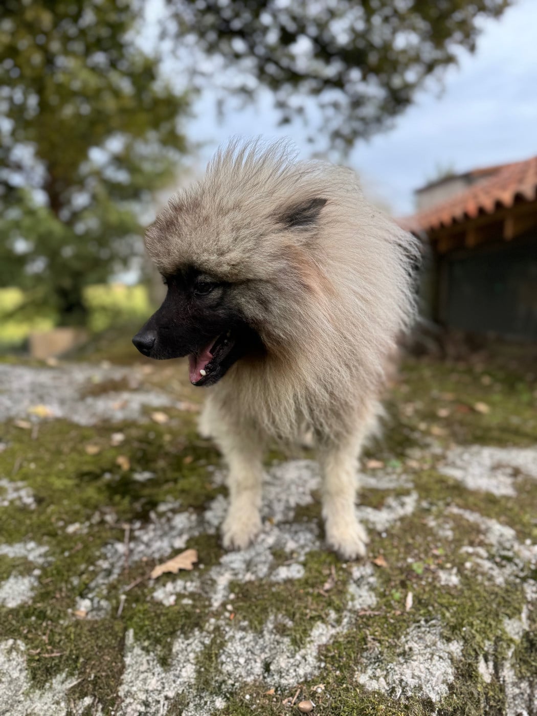 Publication : Le Renard Et Le Loup