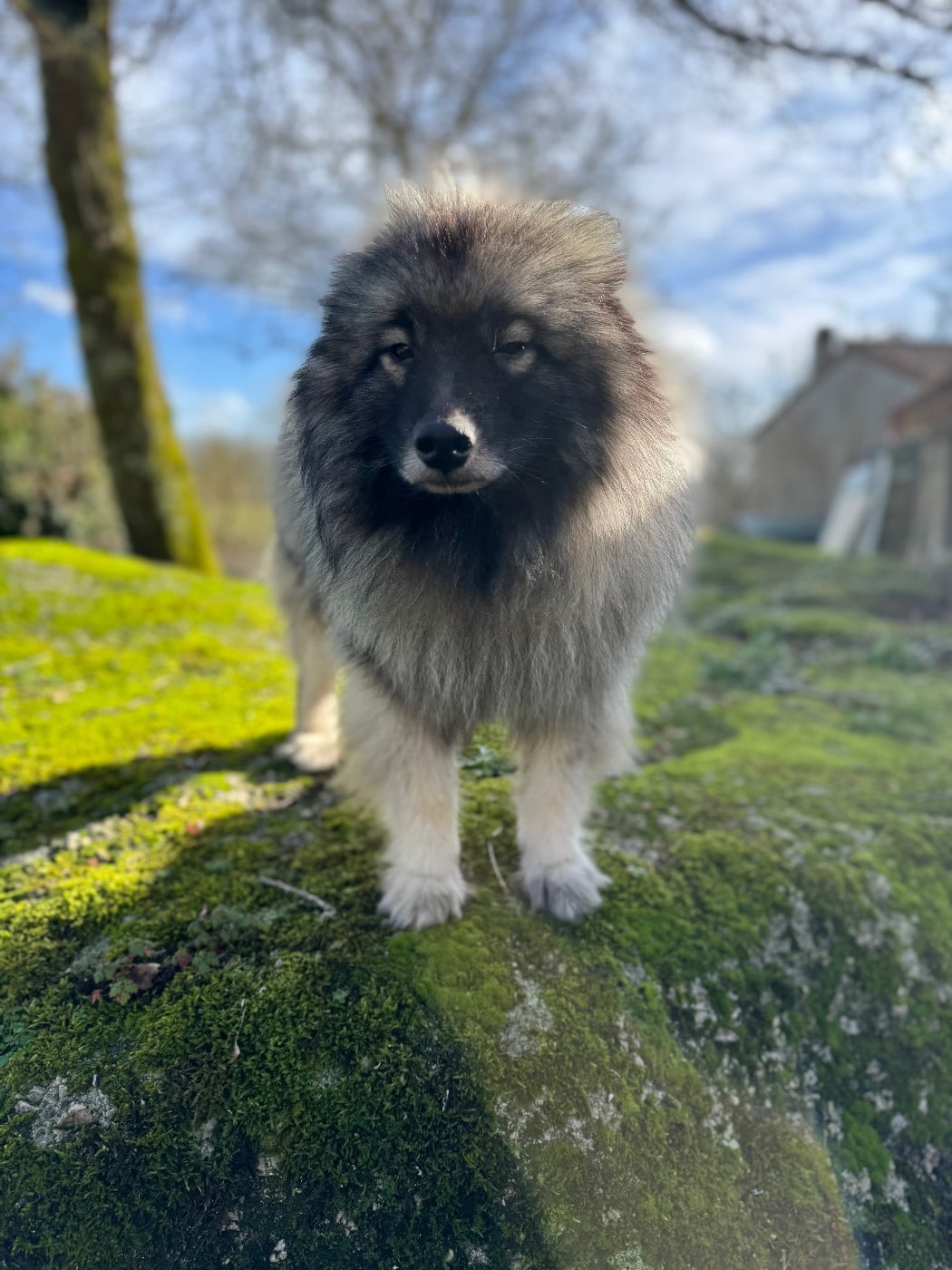 Soshline de dame nature