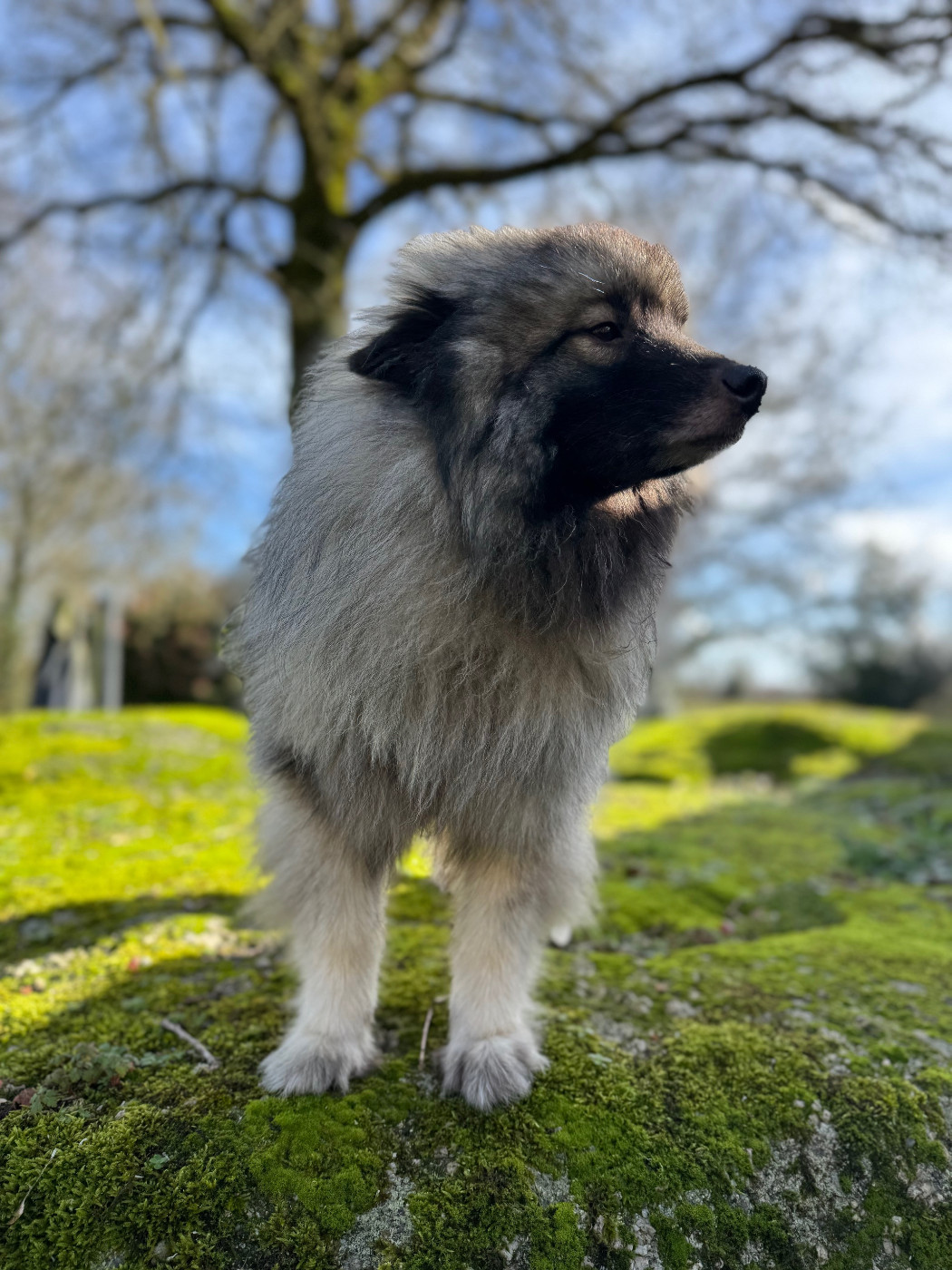 Soshline de dame nature