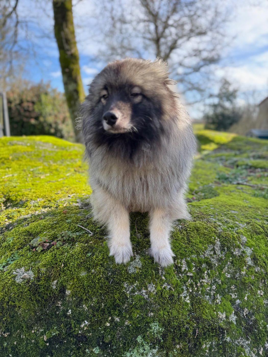 Soshline de dame nature