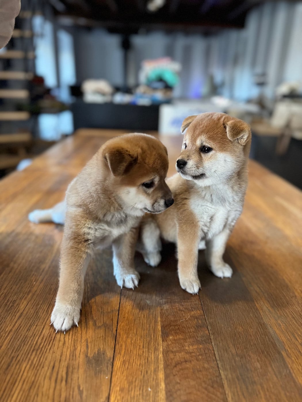 Shiba - Le Renard Et Le Loup