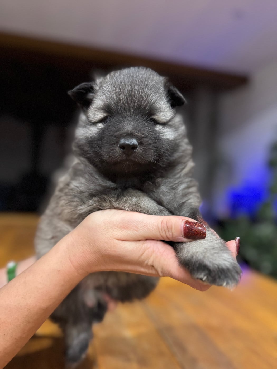 Spitz allemand - Le Renard Et Le Loup