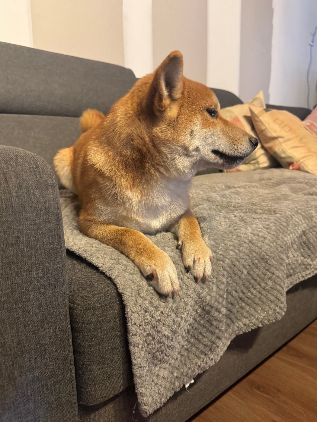 Shiba - Le Renard Et Le Loup