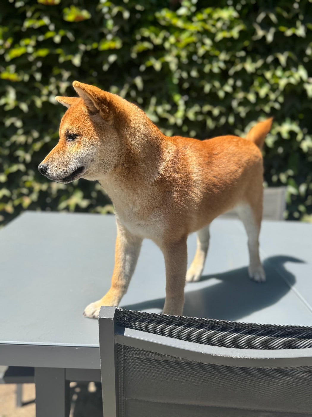 Shiba - Le Renard Et Le Loup
