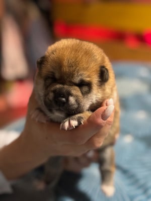 Les chiots de Shiba
