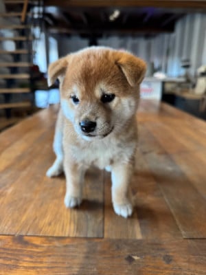 Les chiots de Shiba
