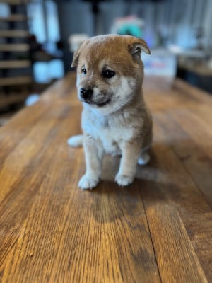 Les chiots de Shiba