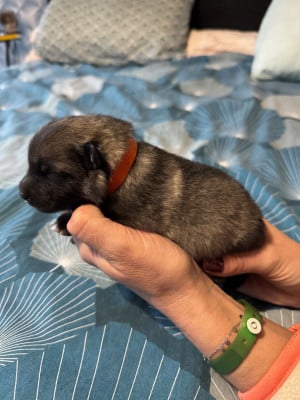 CHIOT 1 (collier orange) - Spitz allemand