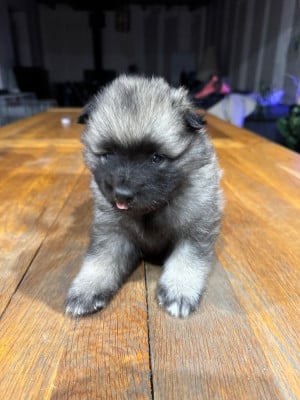 Les chiots de Spitz allemand