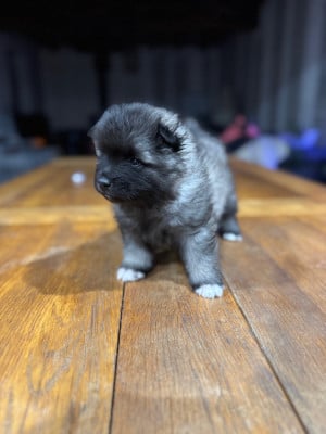 Les chiots de Spitz allemand