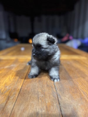 Les chiots de Spitz allemand