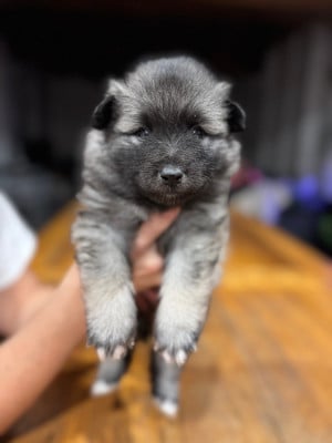 Les chiots de Spitz allemand