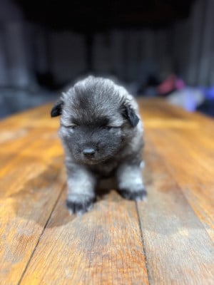 Les chiots de Spitz allemand
