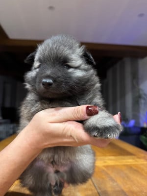 Les chiots de Spitz allemand