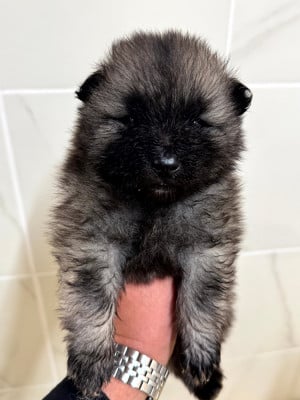 Les chiots de Spitz allemand