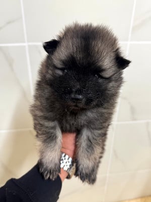 Les chiots de Spitz allemand