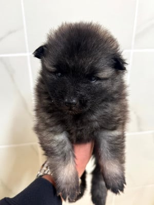 Les chiots de Spitz allemand