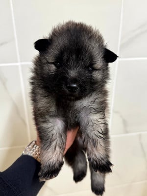 Les chiots de Spitz allemand